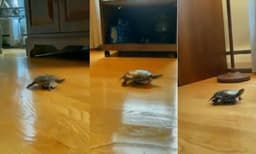 വേഗത്തിൽ സഞ്ചരിക്കാൻ കുറുക്കുവഴി കണ്ടെത്തി ആമ ; വീഡി​യോ