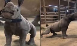 ബ്രഷ് കൊണ്ട് വൃത്തിയാക്കുന്നത് ആസ്വദിച്ച് കുട്ടി കാണ്ടാമൃഗം ; വൈറലായി വീഡിയോ 