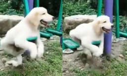 പാര്‍ക്കിലെ ഊഞ്ഞാലില്‍ ആസ്വദിച്ചിരുന്ന് ആടുന്ന നായക്കുട്ടി ; വീഡിയോ ഏറ്റെടുത്ത് സോഷ്യല്‍ മീഡിയ