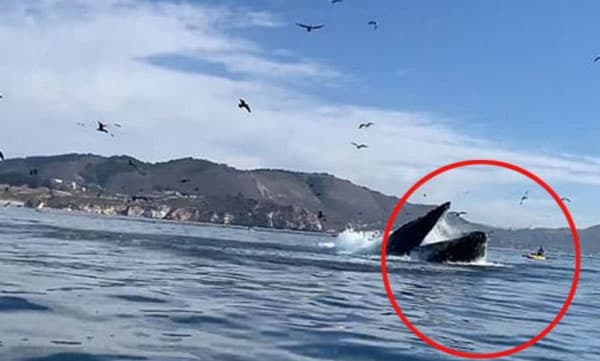 കയാക്കിങിനിടെ കൂറ്റന്‍ തിമംഗലത്തിന്റെ വായില്‍ അകപ്പെട്ട യുവതികള്‍... നെഞ്ചിടിപ്പ് കൂട്ടും ഈ വീഡിയോ