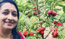 സ്വര്‍ഗത്തിലെ പഴം കോന്നിയിലും ; കൃഷിയിടത്തില്‍ പാകമായ മഹ്‌കോട്ട ദേവ ഔഷധസസ്യം ; പ്രമേഹം, ട്യൂമര്‍ എന്നിവയ്ക്കെതിരേ ഉപയോഗിക്കാനും ഹൃദ്രോഗത്തെയും കാന്‍സറിനെയും തടയുമെന്നും പറയപ്പെടുന്നു