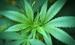 കഞ്ചാവ് ഉപയോഗം അമേരിക്കയില്‍ നിയമപരമാക്കുന്നു; ബില്ലിന് ജനപ്രതിനിധി സഭയുടെ അംഗീകാരം