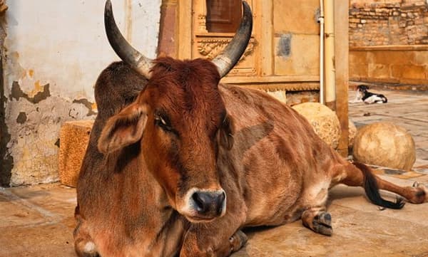 കര്‍ണ്ണാടകയില്‍ ഗോവധ നിരോധന ബില്‍ പാസ്സായി; നിയമം ലംഘിച്ചാല്‍ ഏഴു വര്‍ഷം വരെ തടവ്