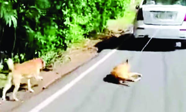 നായയെ കാറിനു പിന്നില്‍ കെട്ടി വലിച്ചിഴച്ചു ക്രൂരത, ഉടമ അറസ്റ്റില്‍, വാഹനം പിടിച്ചെടുത്തു, ലൈസന്‍സ് റദ്ദാക്കി ; വളര്‍ത്തുനായയെ ഉപേക്ഷിക്കാന്‍ കൊണ്ടുപോയത് എന്നു മറുപടി 