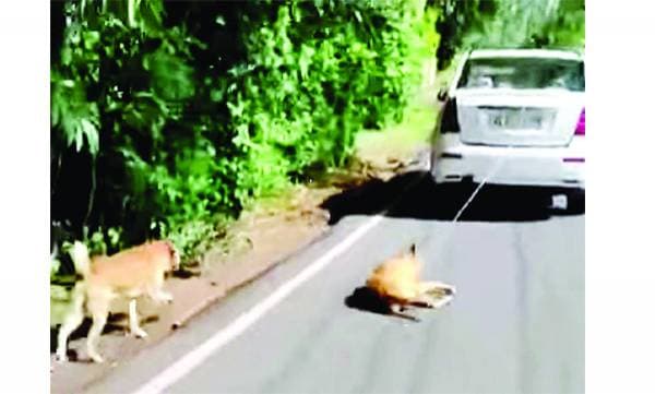വളര്‍ത്തുനായയെ കാറില്‍ കെട്ടിവലിച്ച സംഭവം: പ്രതിക്കെതിരെ കര്‍ശന നടപടി വേണമെന്ന് മനേക ഗാന്ധി