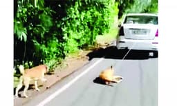 വളര്‍ത്തുനായയെ കാറില്‍ കെട്ടിവലിച്ച സംഭവം: പ്രതിക്കെതിരെ കര്‍ശന നടപടി വേണമെന്ന് മനേക ഗാന്ധി