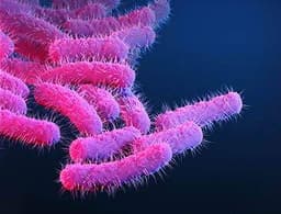 കോവിഡിന് പിന്നാലെ  ഷിഗെല്ല ഭീതിയും ;  കോഴിക്കോട് നാലുപേര്‍ക്ക് രോഗം സ്ഥിരീകരിച്ചു : ഒരു മരണം 