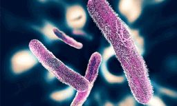 കൊറോണയ്ക്ക് പുറമെ ഭീതി വിതച്ചു ഷിഗെല്ല വൈറസ്; കോഴിക്കോട് ഒരു കുട്ടി മരിച്ചു, 9 പേർ ചികിത്സയില്‍