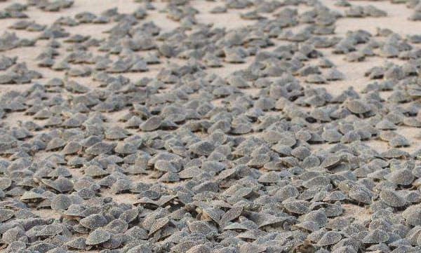 ആമസോണ്‍ നദിക്കരയില്‍ ഒരു ആമ സുനാമി; വിരിഞ്ഞിറങ്ങിയത് 92,000 കുഞ്ഞുങ്ങള്‍