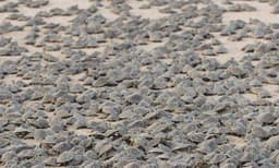 ആമസോണ്‍ നദിക്കരയില്‍ ഒരു ആമ സുനാമി; വിരിഞ്ഞിറങ്ങിയത് 92,000 കുഞ്ഞുങ്ങള്‍