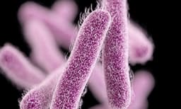 ഷിഗെല്ലയുടെ ഉറവിടം കണ്ടെത്താന്‍ പ്രത്യേകസംഘത്തെ നിയോഗിച്ചു; പഠന റിപ്പോര്‍ട്ട് ഉടന്‍ സമര്‍പ്പിക്കും