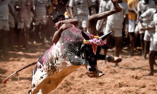 കോവിഡ് മാനദണ്ഡങ്ങള്‍ പാലിച്ച് ജെല്ലിക്കെട്ട് നടത്താന്‍ അനുമതി നല്‍കി തമിഴ്‌നാട് സര്‍ക്കാര്‍