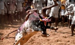 കോവിഡ് മാനദണ്ഡങ്ങള്‍ പാലിച്ച് ജെല്ലിക്കെട്ട് നടത്താന്‍ അനുമതി നല്‍കി തമിഴ്‌നാട് സര്‍ക്കാര്‍