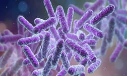 കോഴിക്കോട് രണ്ട് കിണറുകളിൽ ഷിഗെല്ല ബാക്ടീരിയ സാന്നിധ്യം കണ്ടെത്തി