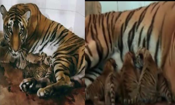 ഒറ്റ പ്രസവത്തില്‍ അഞ്ചു കുഞ്ഞുങ്ങള്‍ക്കു ജന്മം നല്‍കി സമൃദ്ധി-സിദ്ധാര്‍ത്ഥ് കടുവാ ഇണകള്‍