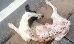 രോമം കൊഴിഞ്ഞു ശരീരം ചുവന്നു തടിക്കും ; ആശങ്ക പരത്തി തെരുവുനായ്ക്കളിലെ വൈറസ് ബാധ