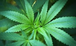 യുവതിയെയും കുട്ടികളെയും മുന്നില്‍ നിര്‍ത്തി ലഹരിമരുന്ന് വില്‍പന; മുഖ്യസൂത്രധാരനായി തിരച്ചില്‍ ശക്തമാക്കി പോലീസ്