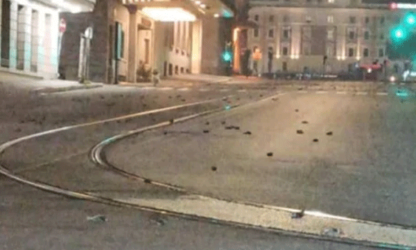 പുതുവര്‍ഷത്തെ വരവേല്‍ക്കാന്‍ വെടിക്കെട്ട്;  ചത്തുവീണത് നൂറുകണക്കിന് പക്ഷികള്‍