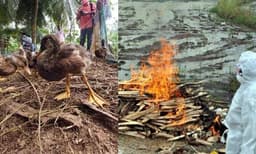 Bird flu declared as state disaster in Kerala. 