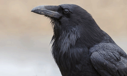 പക്ഷിപ്പനി ഭീതിയില്‍ ജമ്മു; നൂറിലധികം കാക്കകള്‍ ചത്തനിലയില്‍