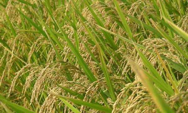 കാര്‍ഷിക നിയമ ഭേദഗതി; കര്‍ണാടകയില്‍ നെല്ല് സംഭരിക്കാന്‍ റിലയന്‍സ്, കര്‍ഷകരുമായി കരാര്‍