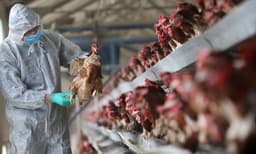 ആലപ്പുഴയില്‍ വീണ്ടും പക്ഷിപ്പനി സ്ഥിരീകരിച്ചു: സ്ഥിരീകരിച്ചത് കൈനകരിയില്‍ 
