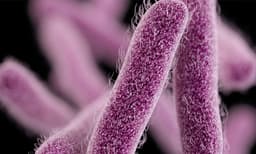 അട്ടപ്പാടിയില്‍ ആദിവാസി ബാലന് ഷിഗെല്ല രോഗം സ്ഥിരീകരിച്ചു 