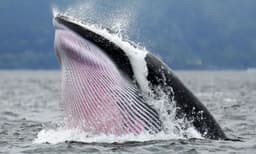 എതിർപ്പുകൾ തള്ളി തിമിംഗലങ്ങളെ കൂട്ടമായി വേട്ടയാടി കൊല്ലാനുറച്ച് നോർവെ സർക്കാർ