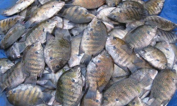 പൊതുജലാശയങ്ങളിൽനിന്ന് പിടിക്കുന്ന കരിമീനിന് നീളം കുറഞ്ഞത് 10 സെന്റിമീറ്റർ വേണം,  ചെറിയ മീനുകളെ പിടിക്കുന്നവർക്ക് പിഴ