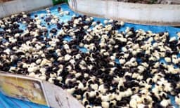 വീട്ടിലെത്തിച്ച് ദിവസങ്ങൾക്കുള്ളിൽ കറുത്ത കോഴികളെല്ലാം വെള്ളയാകും, മൂന്നുമാസം കഴിഞ്ഞാലോ...