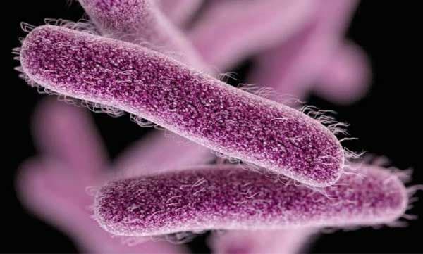 നൂല്‍പുഴയില്‍ വീണ്ടും ഷിഗല്ല; പ്രതിരോധ പ്രവര്‍ത്തനങ്ങള്‍ തുടങ്ങിയെന്ന് ആരോഗ്യവകുപ്പ് 