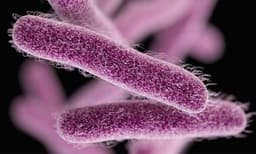 നൂല്‍പുഴയില്‍ വീണ്ടും ഷിഗല്ല; പ്രതിരോധ പ്രവര്‍ത്തനങ്ങള്‍ തുടങ്ങിയെന്ന് ആരോഗ്യവകുപ്പ് 