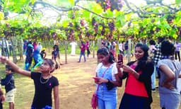 കോവിഡ് വ്യാപനം കൂടി വരുമ്പോഴും തമിഴ് നാട്ടിലെ മുന്തിരിത്തോട്ടങ്ങളിലേക്ക് മലയാളികളുടെ ഒഴുക്ക് 