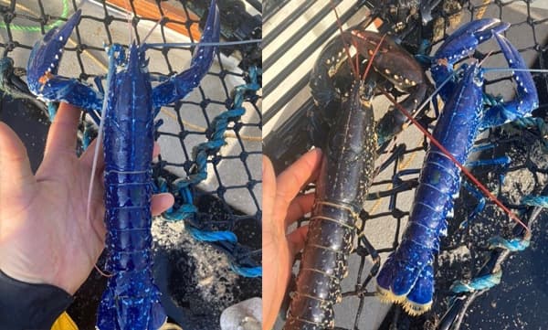 വലയില്‍ കുടുങ്ങി നീല കൊഞ്ച്; വിചിത്രമെങ്കിലും ഭാഗ്യം കൊണ്ടുവരുമെന്ന് വിശ്വാസം 