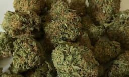 വാറ്റുകേന്ദ്രത്തിൽ നിന്ന് ചാരായം വാറ്റും കള്ളനോട്ടും ; പ്രതിയുടെ വീട്ടിൽ എയർഗണ്ണും കഞ്ചാവും ഒളിപ്പിച്ച നിലയിൽ 