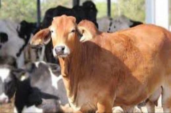 ഗുജറാത്തില്‍ കൗ റിസര്‍ച്ച് സെന്റര്‍, പഠനം നടത്തുക ഗോമൂത്രം, ചാണകം, പശുവിന്‍ പാല്‍ എന്നിവയുടെ ഉപയോഗത്തെ കുറിച്ച് 