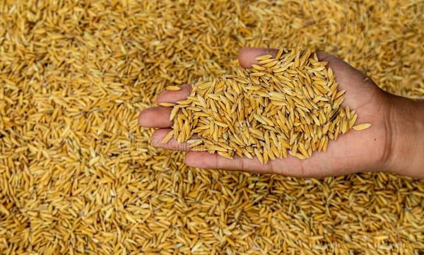 നെല്ല് സംഭരണം ; സംസ്‌കരണ ശേഷി ഉപയോഗിച്ചില്ല ; കര്‍ഷകര്‍ക്ക് ന്യായവിലയും ലഭിച്ചില്ലെന്ന് സിഎജി