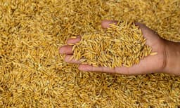 നെല്ല് സംഭരണം ; സംസ്‌കരണ ശേഷി ഉപയോഗിച്ചില്ല ; കര്‍ഷകര്‍ക്ക് ന്യായവിലയും ലഭിച്ചില്ലെന്ന് സിഎജി