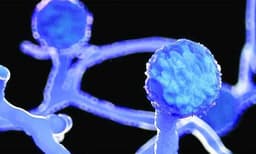 Black Fungus Cases Grow 150% In 3 Weeks To 31,000