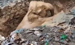 കാട്ടാനക്കൂട്ടത്തിലെ ആന കിണറ്റിൽ വീണു ; ജെസിബി എത്തിച്ച് രക്ഷപെടുത്തി