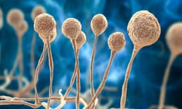 മുംബൈയില്‍ ബ്ലാക്ക് ഫംഗസ് സ്ഥിരീകരിച്ച മൂന്ന് കുട്ടികളുടെ കണ്ണ് നീക്കി