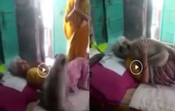 ഭക്ഷണം നൽകിയ മുത്തശ്ശിയെ കെട്ടിപ്പിടിച്ച് കുരങ്ങൻ
