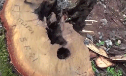 മുട്ടില്‍ മരംമുറി: അന്വേഷണം വഴി തെറ്റിക്കാന്‍ ശ്രമിച്ചു, എന്‍.ടി. സാജനെ സസ്‌പെന്‍ഡ്‌ ചെയ്യാന്‍ ശിപാര്‍ശ