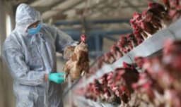 കോഴിക്കോടും പക്ഷിപ്പനിയെന്ന് പ്രഥാമിക റിപ്പോർട്ട്: 300 കോഴികൾ കൂട്ടത്തോടെ ചത്തു