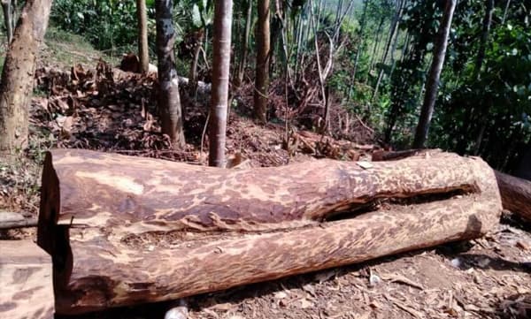 മുട്ടില്‍ മരംമുറി; ചരിത്രത്തിലെ ഏറ്റവും വലിയ വനംകൊള്ള; ജുഡീഷ്യല്‍ അന്വേഷണം വേണമെന്ന് പ്രതിപക്ഷം