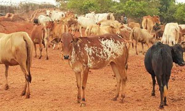 ഏത് ഇറച്ചിയേക്കാളും കൂടുതല്‍ കഴിക്കേണ്ടത് ബീഫ് ; ജനാധിപത്യ രാജ്യത്ത് ഇഷ്ടമുള്ളത് തിന്നാന്‍ അവകാശമുണ്ടെന്ന് ബിജെപി നേതാവ്
