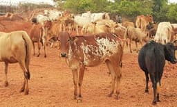 ഏത് ഇറച്ചിയേക്കാളും കൂടുതല്‍ കഴിക്കേണ്ടത് ബീഫ് ; ജനാധിപത്യ രാജ്യത്ത് ഇഷ്ടമുള്ളത് തിന്നാന്‍ അവകാശമുണ്ടെന്ന് ബിജെപി നേതാവ്