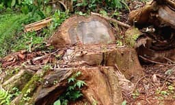 മരംമുറി വിവാദം;  ഉത്തരവ് പിന്‍വലിച്ചശേഷവും മരംമുറിക്ക് അനുമതി നല്‍കിയതായി കണ്ടെത്തല്‍
