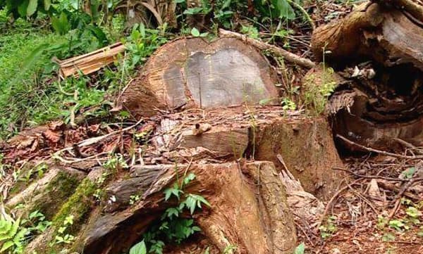 മരംമുറികേസ്; പ്രതി ഭീഷണിപ്പെടുത്തിയെന്ന് അന്വേഷണ ഉദ്യോഗസ്ഥന്റെ പരാതി