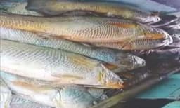 ഒറ്റ രാത്രി കൊണ്ടു കിട്ടിയത് വമ്പന്‍ കോള് ; മഹാരാഷ്ട്രയിലെ മത്സ്യത്തൊഴിലാളിയ്ക്ക് കിട്ടിയത് 1.33 കോടിയുടെ മീന്‍